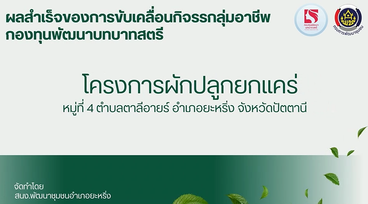 ผลสำเร็จของการขับเคลื่อนกิจรรกลุ่มอาชีพ กองทุนพัฒนาบทบาทสตรี  "โครงการผักปลูกยกแคร่" หมู่ที่ 4 ตำบลตาลีอายร์ อำเภอยะหริ่ง จังหวัดปัตตานี